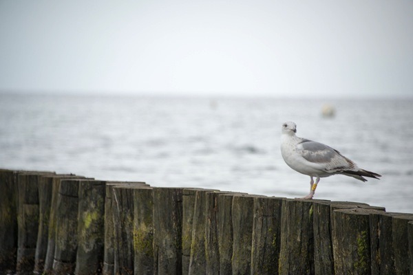 20140628 Ostsee 7589